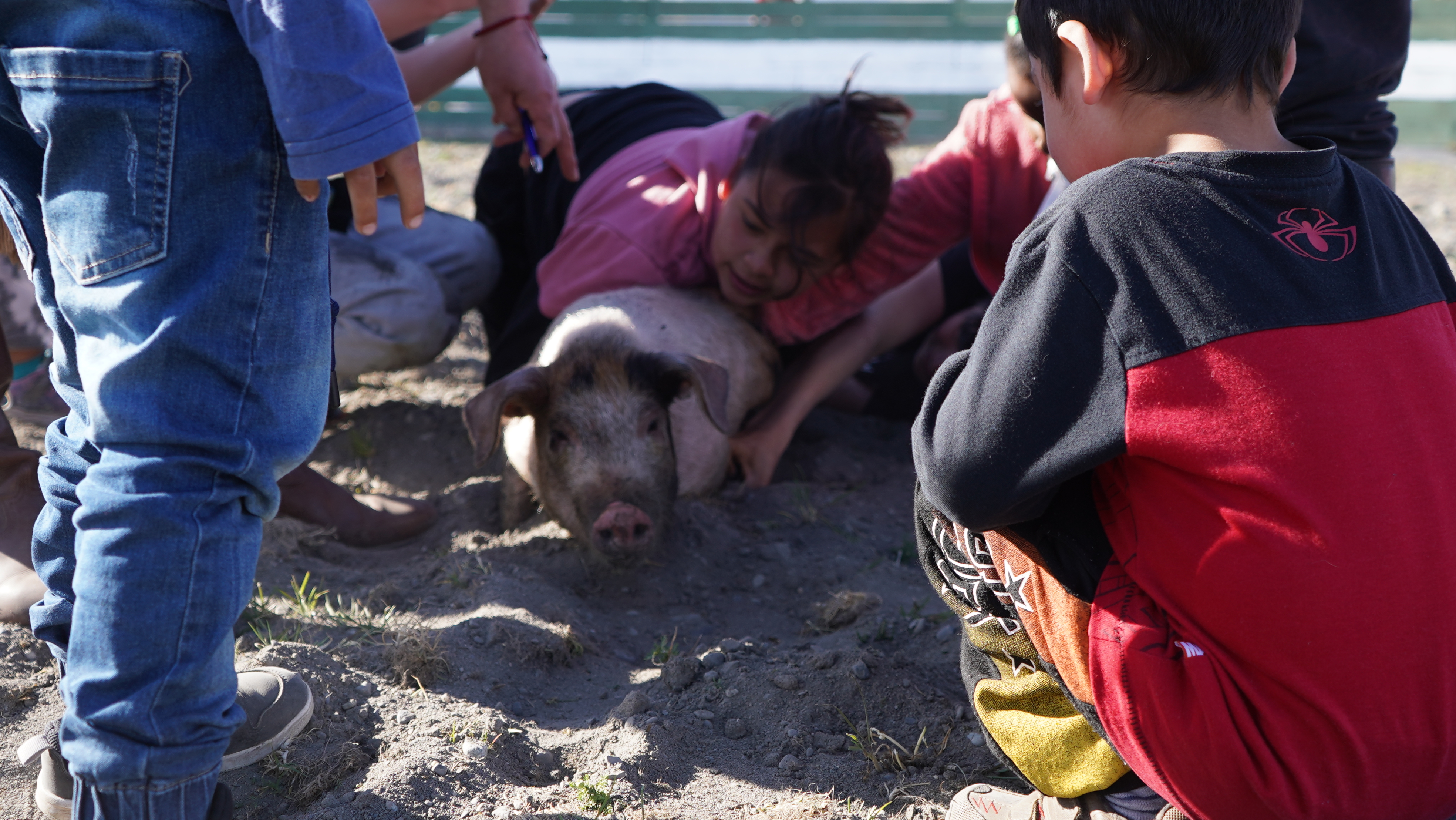 Foto 10 (atrapar chancho).JPG