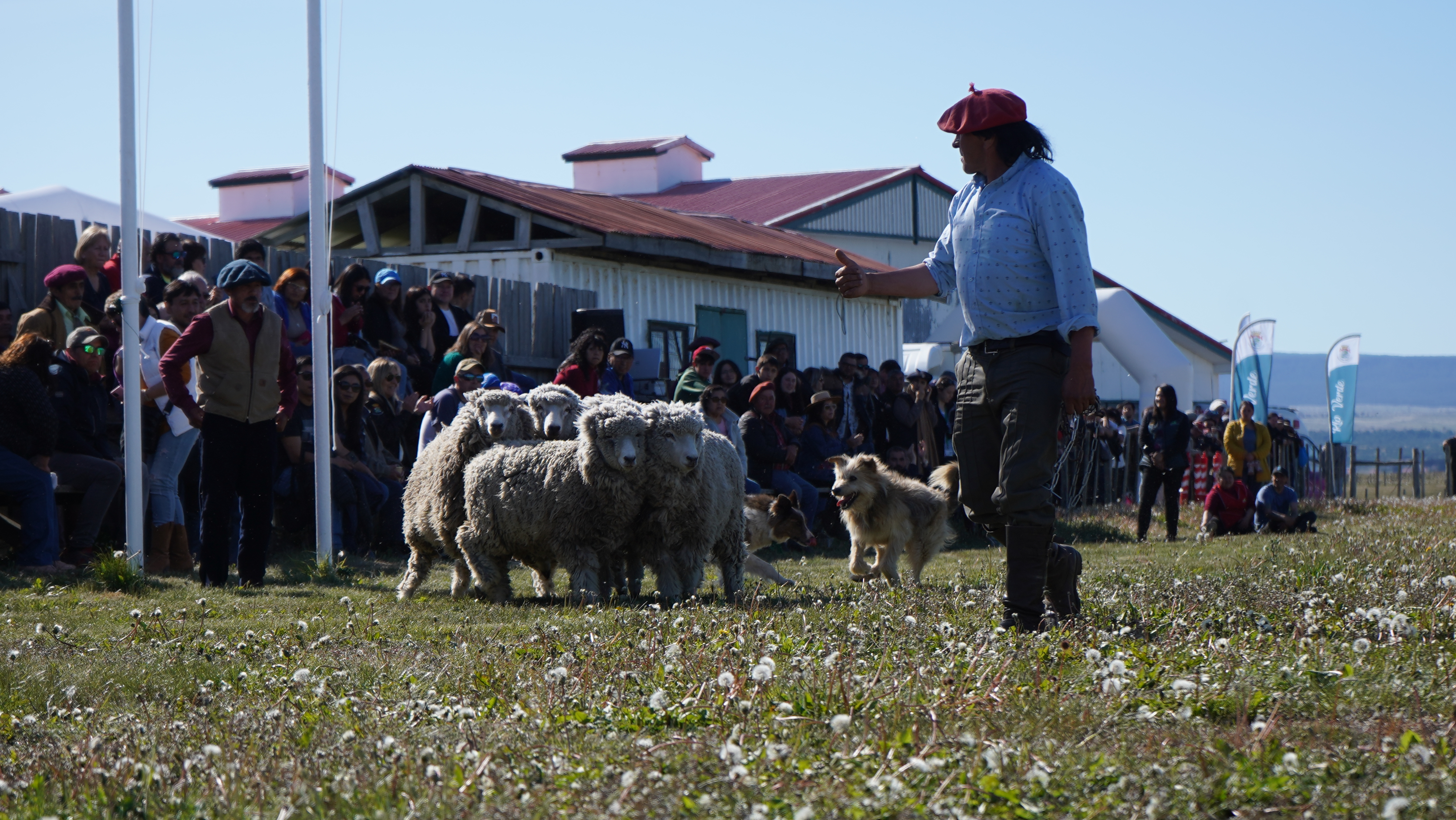 Foto 8 (campeonato perro ovejero).JPG